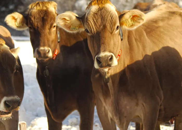 Valrunzhof Direkt Am Seilbahncenter Agroturismo