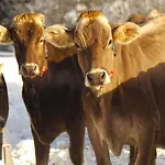 Valrunzhof Direkt Am Seilbahncenter Vakantieboerderij